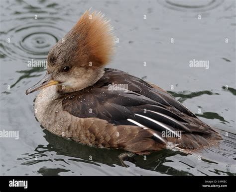 A hooded merganser duck Stock Photo - Alamy