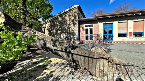 Albero Cade Nel Giardino Scuola Elementare Montagnola A Firenze