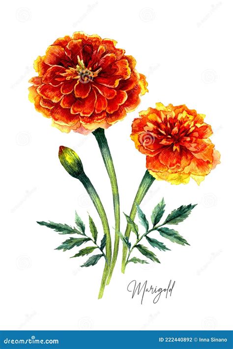 Watercolor Botanical Illustration Of Marigold Flowers Stock