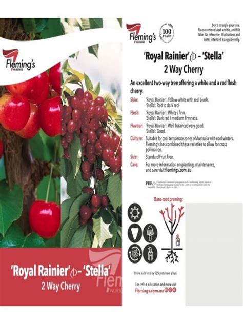 2 Way Cherry Royal Rainier Stella Flemings Bare Rooted Neth Plant