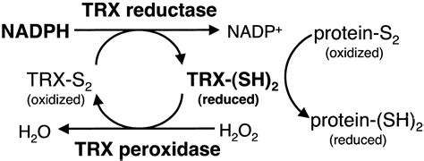 Thioredoxin Circulation Research