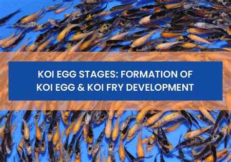 Koi Egg Stages Formation Of Koi Egg And Koi Fry Development Small Fish