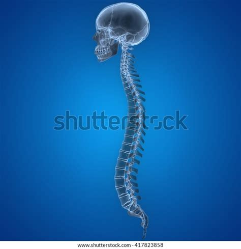 Human Skeleton Skull Spinal Cord D Stock Illustration