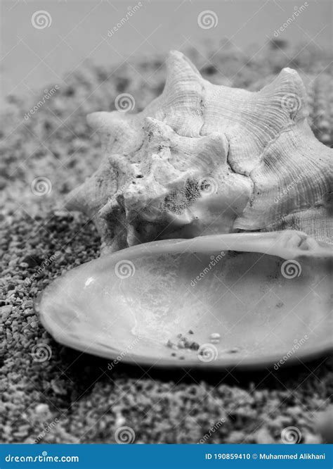 The King Crown Shell Is A Type Of Shell A Beautiful Photo Of The