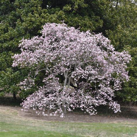 Magnolia X Loeb Leonard Messel Leonard Messel Magnolia 3 Pot Ship