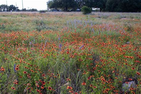 A Meadow Full Of Indian Blankets Gaillardia Pulchella Stock Image