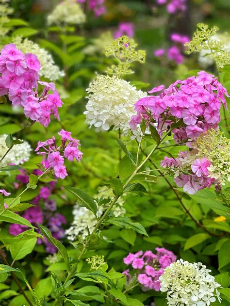Are Hydrangeas Deer Resistant? The Best Repellent Strategy - Stacy Ling
