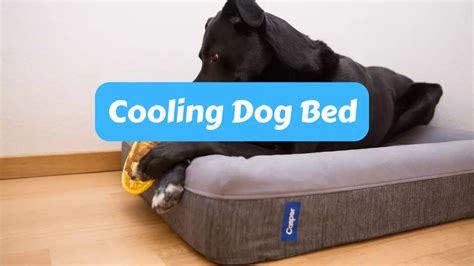 Beat the Heat: Cooling Beds for Dogs - Best Family Pets