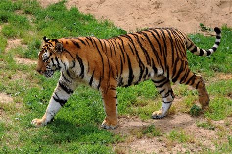 Tigre De Sibérie Zoo - Photo gratuite sur Pixabay - Pixabay