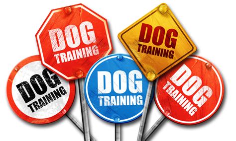 10 Dog Training Issues We Help Solve - AZ Dog Sports