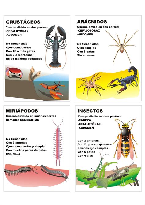 BiologÍa Y GeologÍa 1º Eso Clasificación De Los Artrópodos