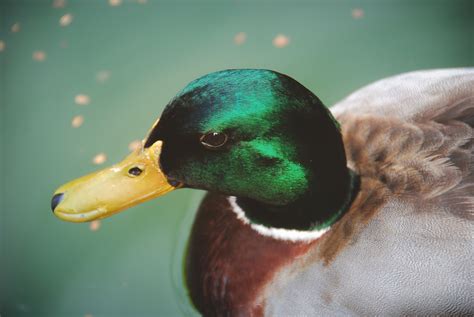 Duck Animal Bird Free Photo On Pixabay Pixabay