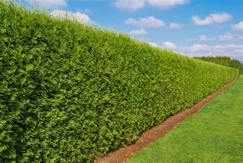 hedging plants  shaded area  richard isom blog