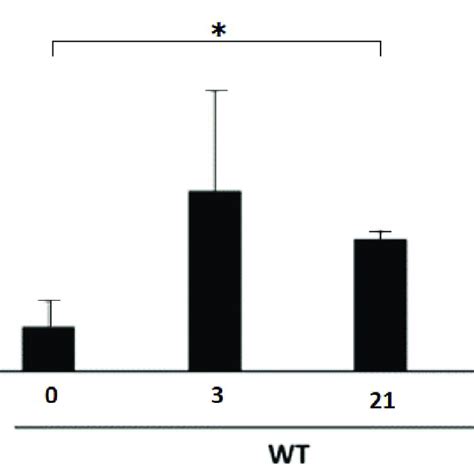 Periostin Expression In The Kidney Of The Rhabdomyolysis Model The