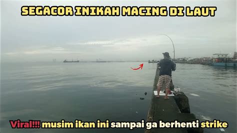 Viral Musim Ikan Ini Sampai Ga Berhenti Strike Mancing Di Muara