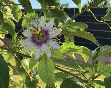 Passion Fruit Passiflora Edulis Sims Credits Trent Blare Uf Ifas