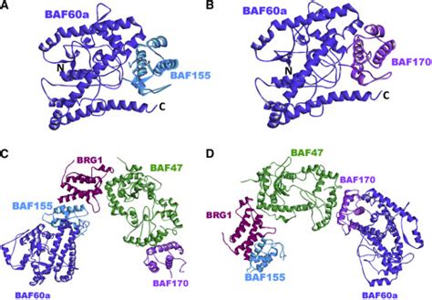 Structural Modeling Of GR Interactions With The SWI SNF Chromatin