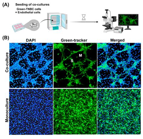 Characterization Of The Co Culture Model Of Tnbc Cells With Endothelial