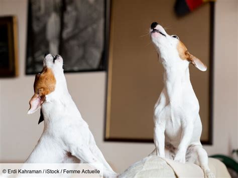 Le Chien De Mon Voisin Aboie Toute La Journ E Puis Je Porter Plainte