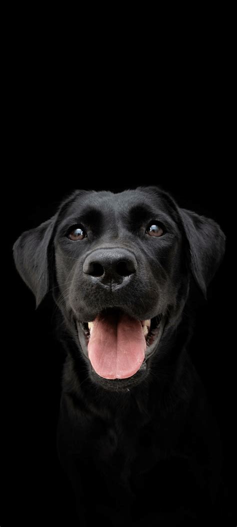 Black Lab [1080x2400] R Amoledbackgrounds