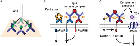 Frontiers Igg And Fcγ Receptors In Intestinal Immunity And Inflammation