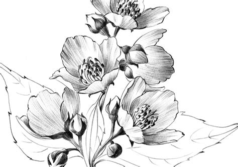 Jasmine Flower Sketch Botanical Print Digital File JPEG - Etsy