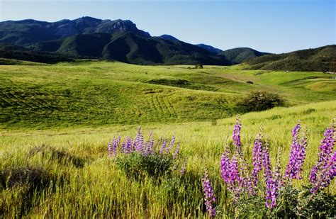 The California Flower Fields That Are Too Pretty to Miss