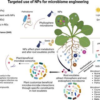 Pdf Nano Enabled Plant Microbiome Engineering For Disease Resistance