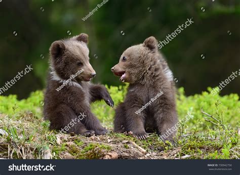 cute baby black bears