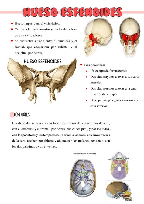 SOLUTION 5 Hueso Esfenoides Genessis Bravo Studypool