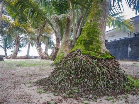 Palm Tree Root System – Are Palm Tree Roots Invasive? – LeafyJournal