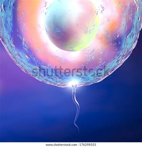 Conception Ovum Sperm ilustración de stock 176298101 Shutterstock