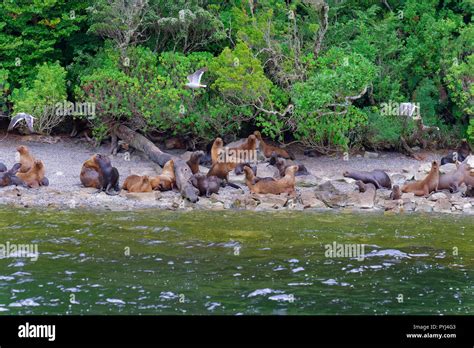 Sea Lions In Their Natural Habitat On The Coasts Of Southern Chile