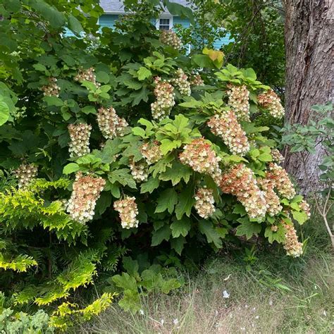 Snowcicle Oakleaf Hydrangea Sooner Plant Farm