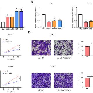 Knockdown Of LINC00963 Inhibited Proliferative And Invasive Abilities