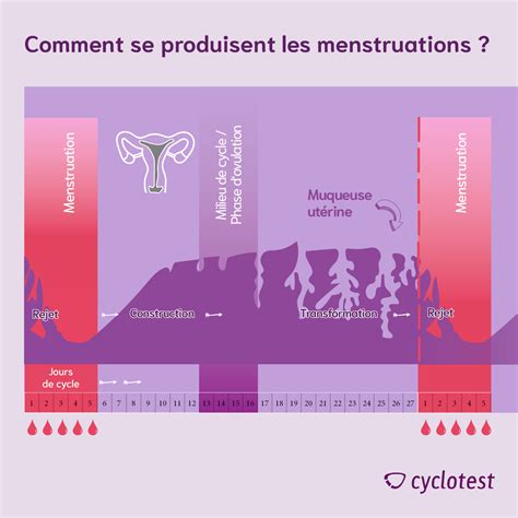 Menstruations Tout Savoir Sur Votre Cycle Menstruel Cyclotest