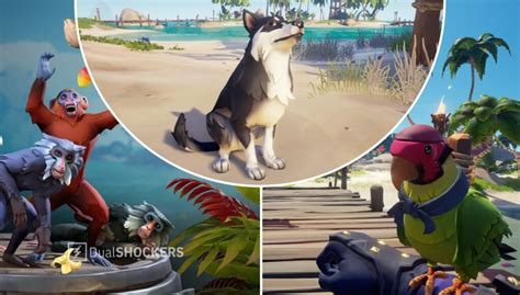 Sea Of Thieves Comment Obtenir Des Animaux De Compagnie Tech Tribune