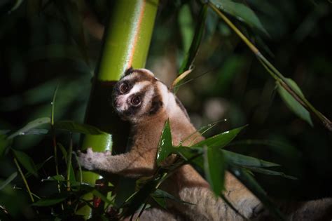 Pygmy Slow Loris Pet