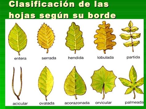 ClasificaciÓn De Las Hojas SegÚn Su Mind Map