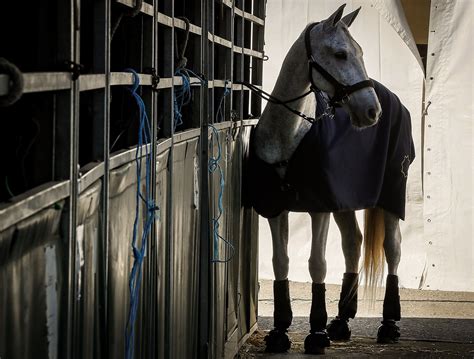 Encefalomielitis Equina En Argentina Claves Sobre La Infecci N Viral