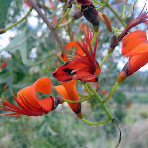 Buy Erythrina Vespertilio Bats Wing Coral Tree Australian Seed