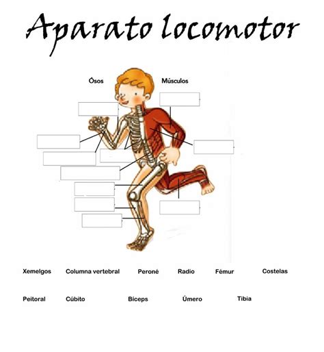 Sistema Locomotor 6 Ano - Atividade Sistema Locomotor 6 Ano - RETOEDU