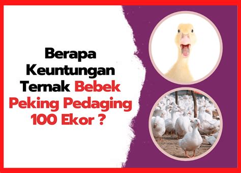 Berapa Keuntungan Ternak Bebek Peking Pedaging Ekor Hobi Ternak