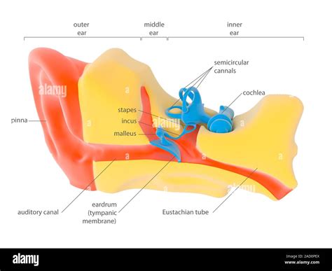 Human Ear Anatomy Illustration Showing The Outer Left Middle