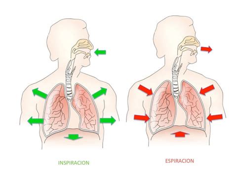 Fisiolog A Respiratoria M Dulo De Aprendizaje Uruguay Educa