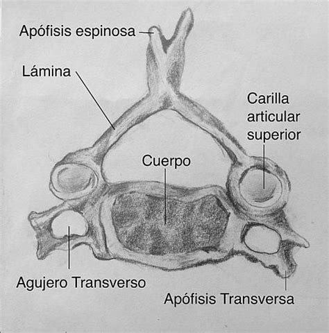 Processo Espinhoso Anatomia Fun Es E Les Es Anatomia E Fisiologia