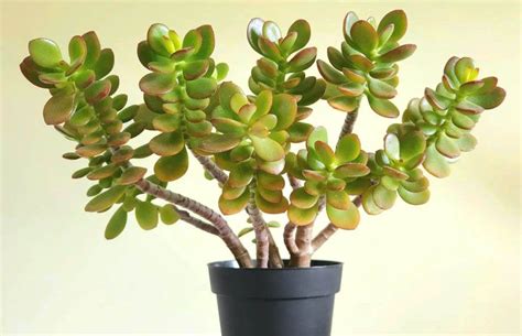 Rbol De Jade O Crassula Ovata Cuidados Y Reproducci N