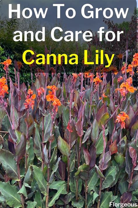 Canna Lily Plant Canna Lily Garden Lilly Garden Canna Lily