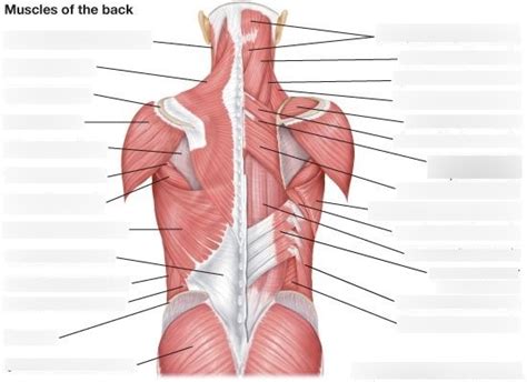 Ch 5 Posterior Trunk Muscles Pt 2 Diagram Quizlet