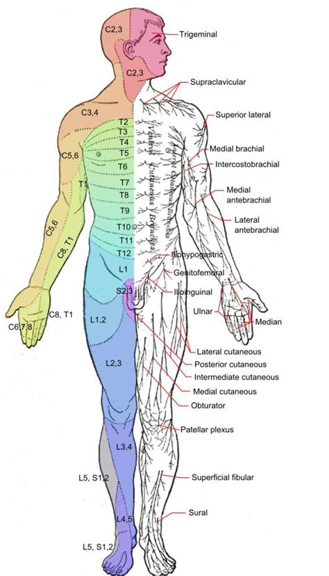 Dermatomes Of The Knee